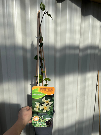 Trachelospermum jasminum 'Star of Toscana' (Evergreen Star Jasmine)