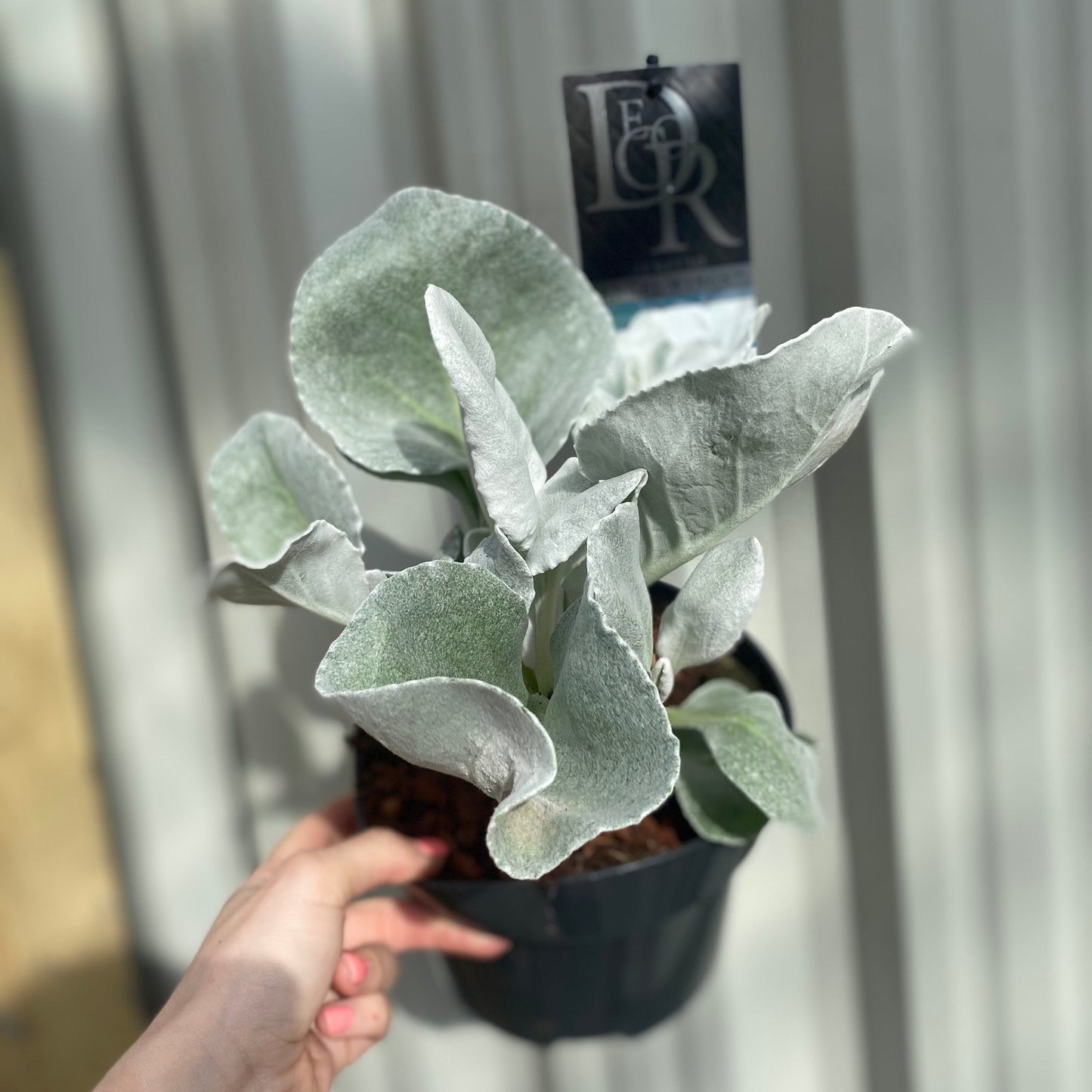 Senecio 'Angel Wings' Evergreen 1.5L/2L/5L