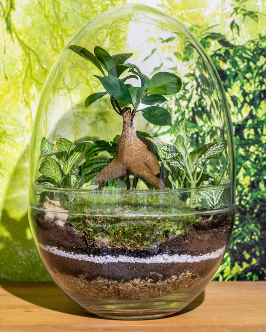 Large glass egg terrarium kit - 26cm
