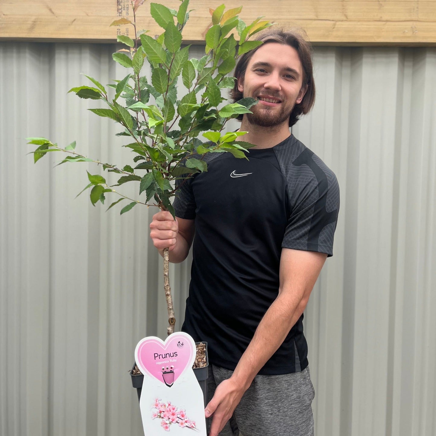 Ornamental Flowering Cherry Blossom Tree Dwarf - Nipponica 'Ruby'