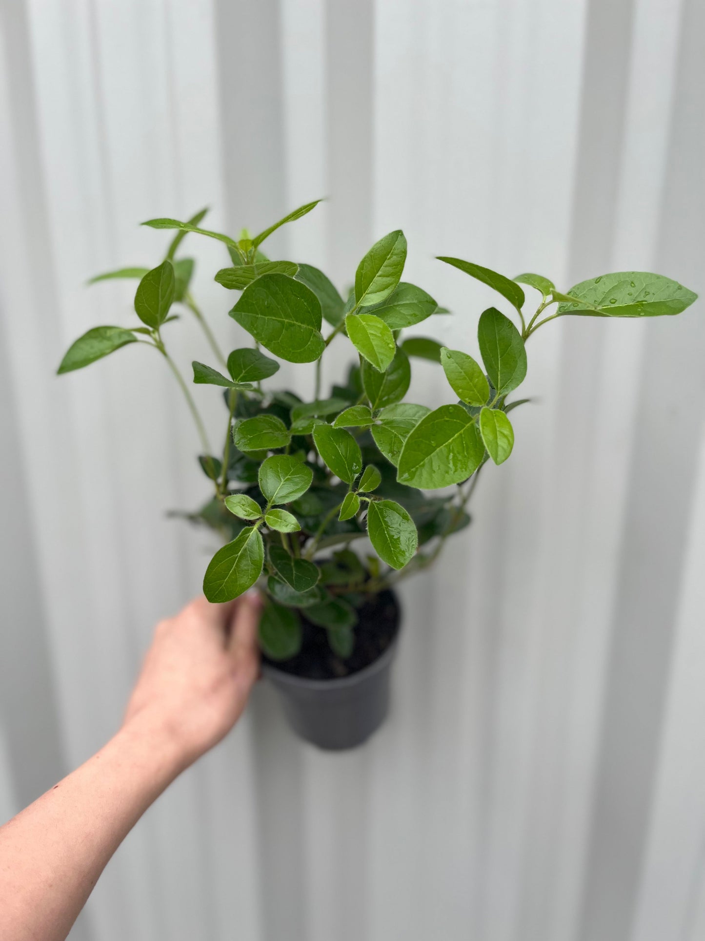 Viburnum tinus 'Eve Price' 9cm-5L