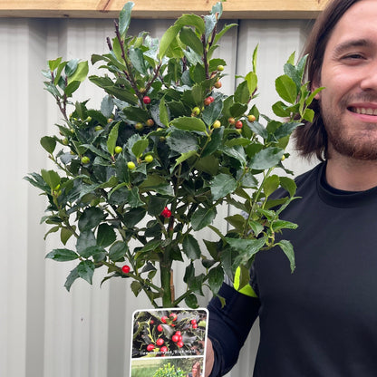 Standard Holly Tree | Ilex meserveae 'Blue Maid' | 50-60cm, 80-90cm