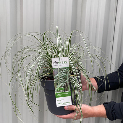 Carex - Everest | Ornamental Grass 1L / 2L