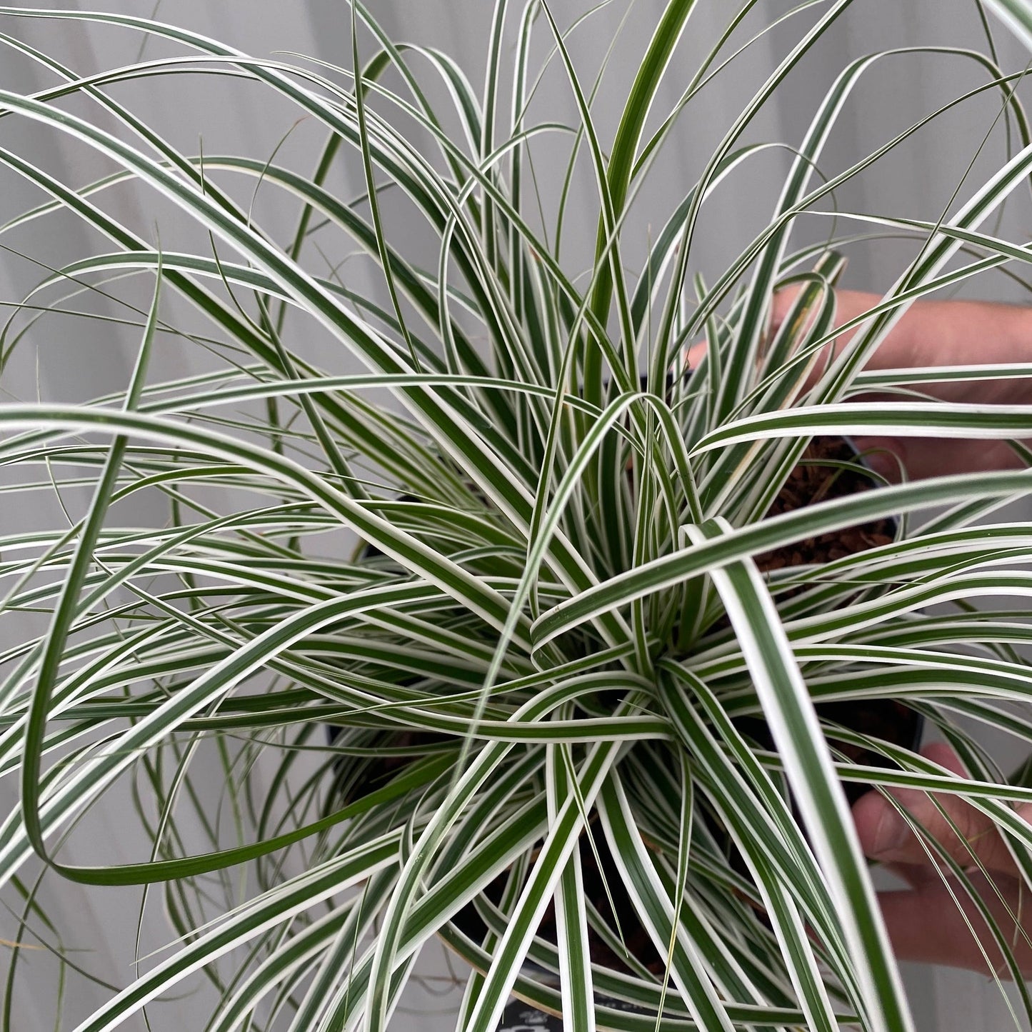 Carex - Everest | Ornamental Grass 1L / 2L