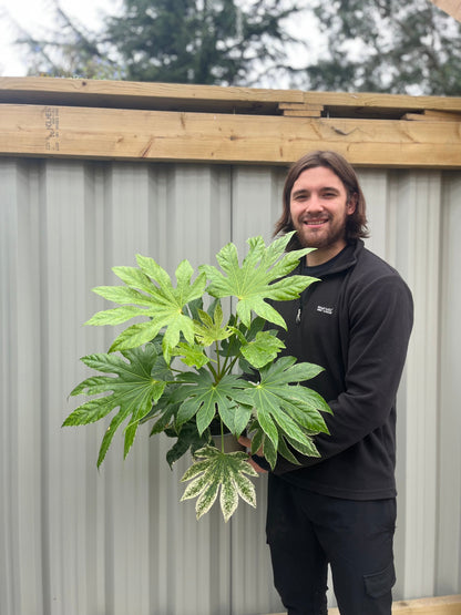 Fatsia japonica 'Spider's Web' 2L-7.5L
