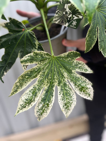 Fatsia japonica 'Spider's Web' 2L-7.5L