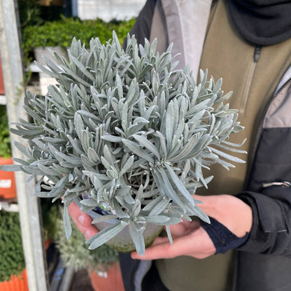 Lavender angustifolia 'Hidcote' (9cm/14cm)