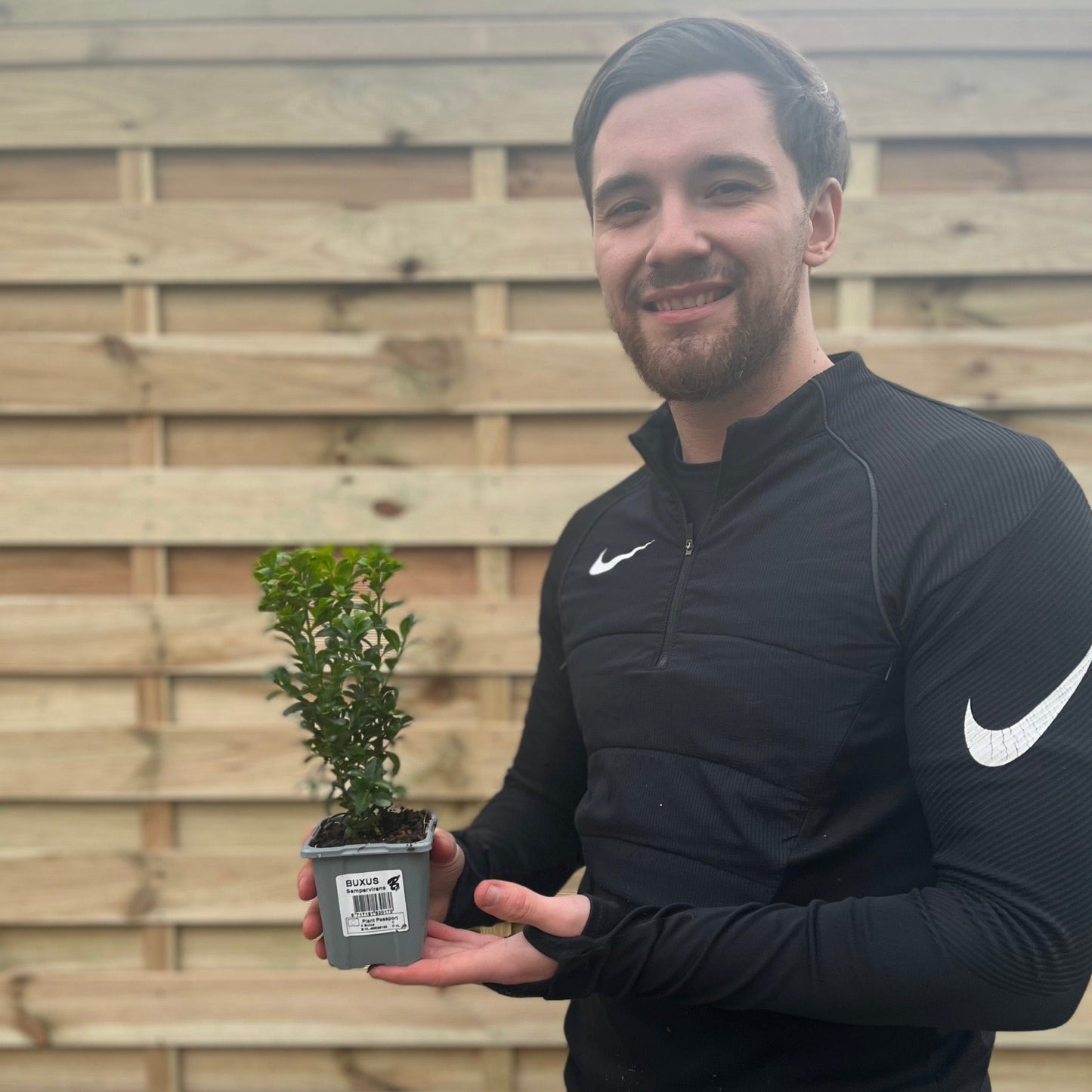 Buxus Hedging (very popular low garden hedge - ideal for framing borders)