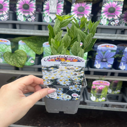 Photinia x fraseri 'Red Robin' 9cm-5L