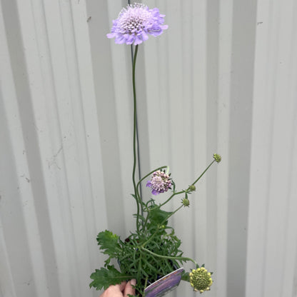 Scabiosa Butterfly Blue 9cm/2L