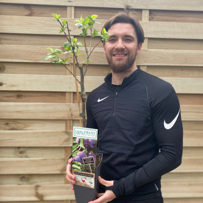 Dwarf Patio Plum Tree 'Opal' (Prunus domestica)