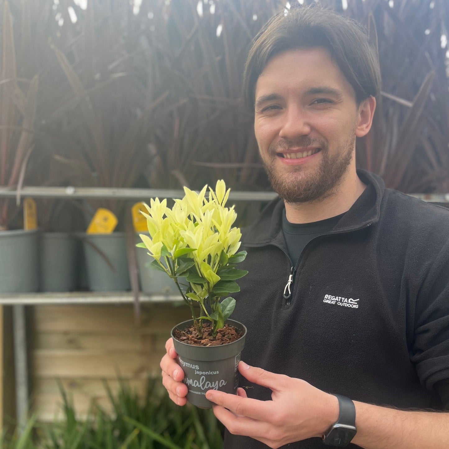 Euonymus japonica 'Himalaya' 9cm/2L/5L