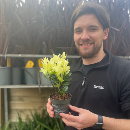 Euonymus japonica 'Himalaya' 9cm/2L/5L