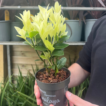 Euonymus japonica 'Himalaya' 9cm/2L/5L