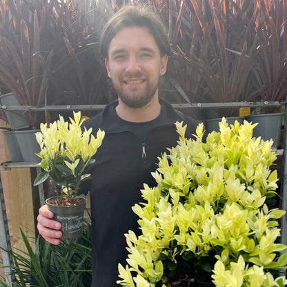 Euonymus japonica 'Himalaya' 9cm/2L/5L