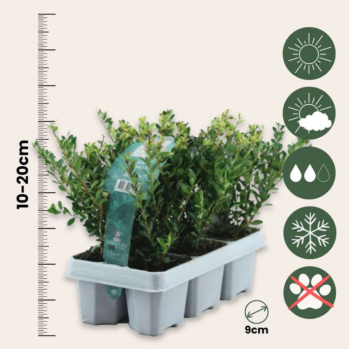 Japanese holly - 12 pcs. - Ilex crenata 'Jenny' - Height 10-20cm - ⌀9cm