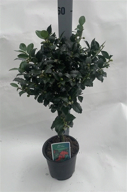 Standard Holly Tree | Ilex meserveae 'Blue Maid' | 50-60cm, 80-90cm