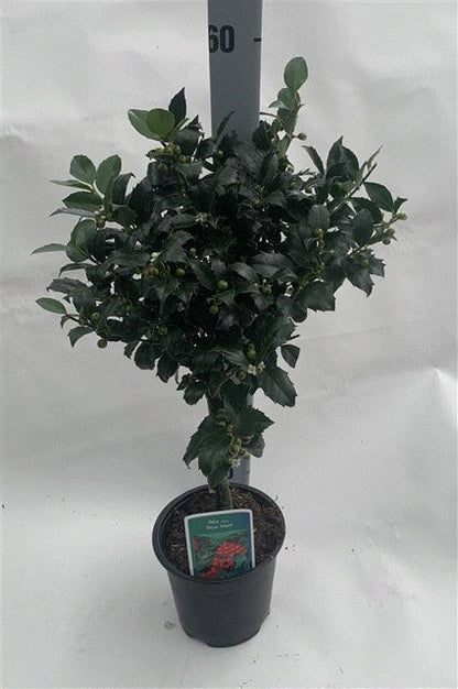 Standard Holly Tree | Ilex meserveae 'Blue Maid' | 50-60cm, 80-90cm