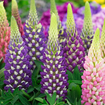 Lupin Russel hybrids Mixed 9cm