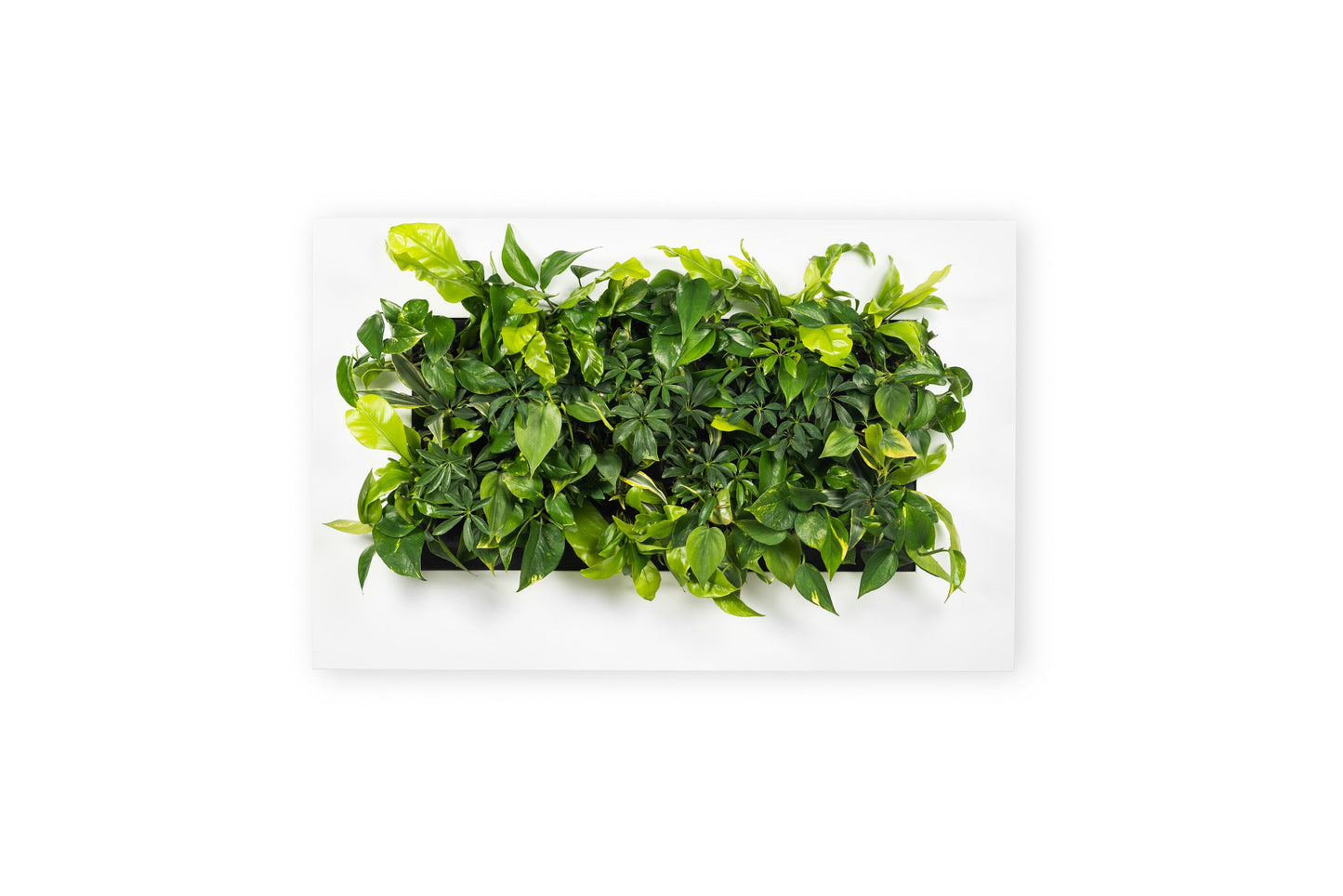 LIVE PICTURE - Living wall frame - 112cm - White