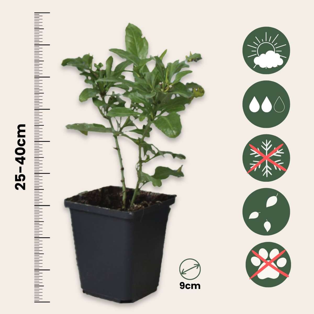 Cape leadwort - 6 pcs. - Plumbago auriculata - Height 25-40cm - ⌀9cm