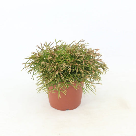 Rhipsalis Clavata - Small