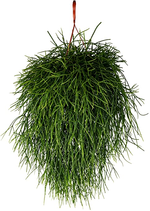 Rhipsalis Hetroclada - Small hanging
