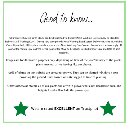 Gaura 'Whirling Butterflies' 9cm Growers Pot