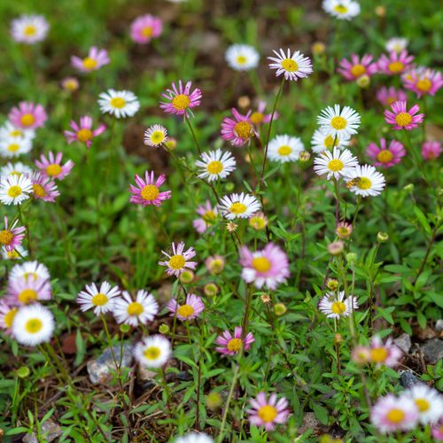 Erigeron karvinskianus 'Sea of Blossom' 9cm