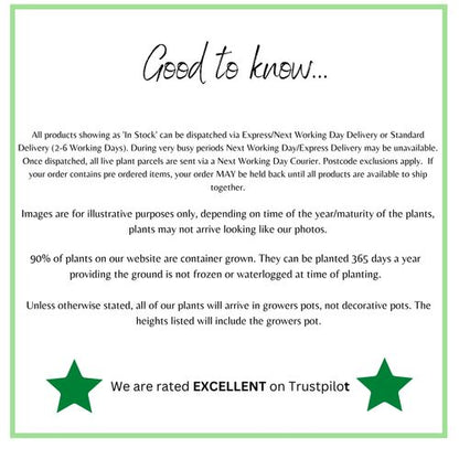 Erigeron karvinskianus 'Sea of Blossom' 9cm