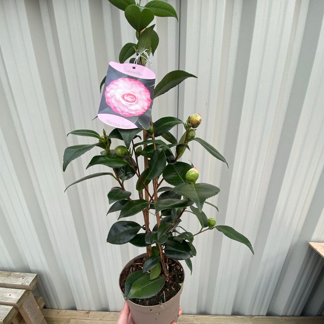 Camellia japonica 'Nuccio's Pearl' 60cm / 100cm