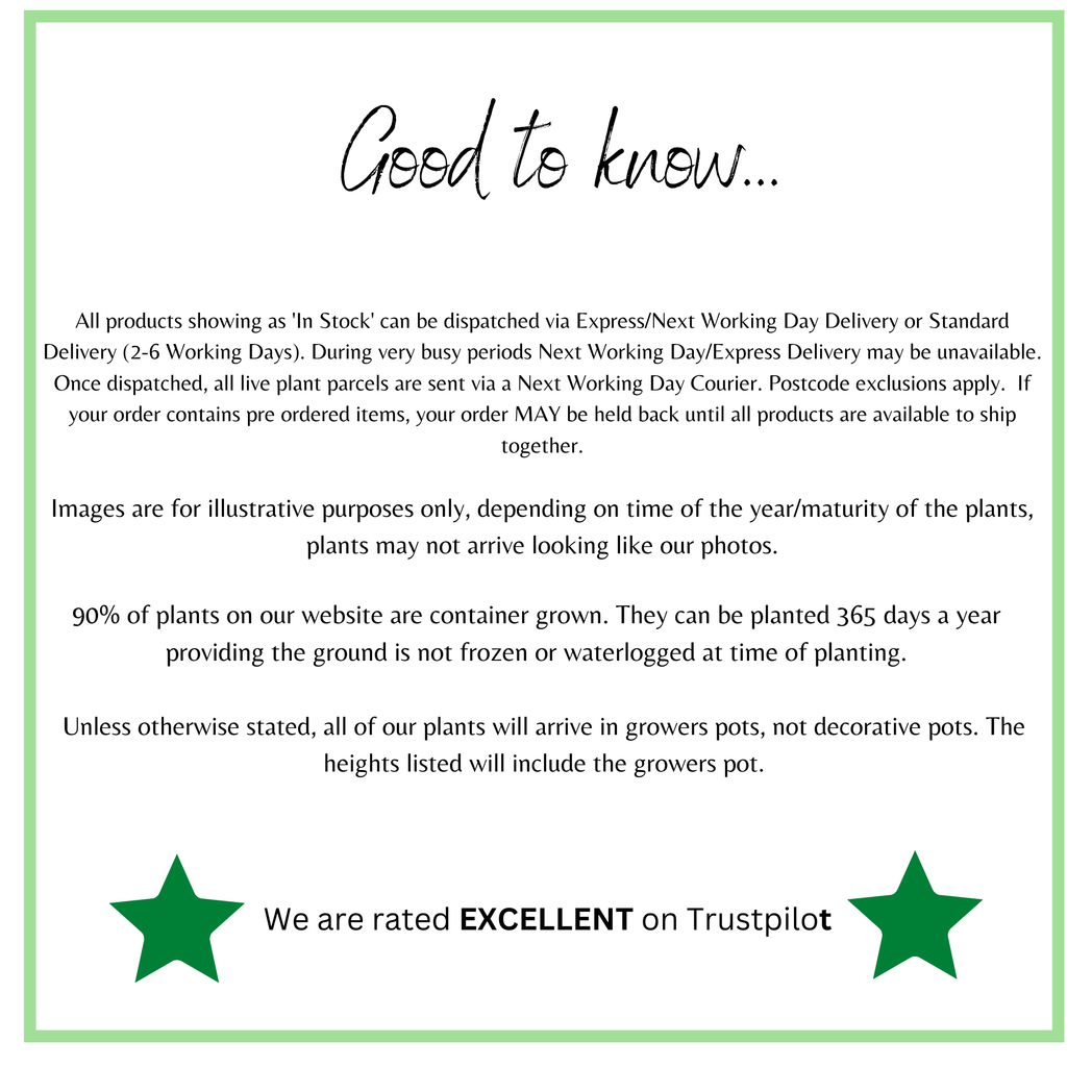 Camellia japonica 'Nuccio's Pearl' 60cm / 100cm