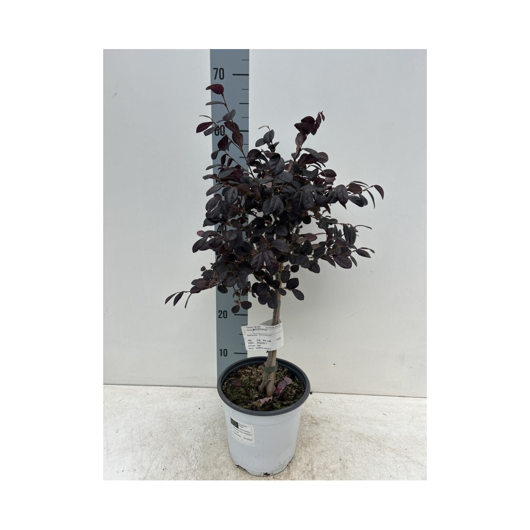Loropetalum chinense 'Black Pearl' on Stem 60-70cm