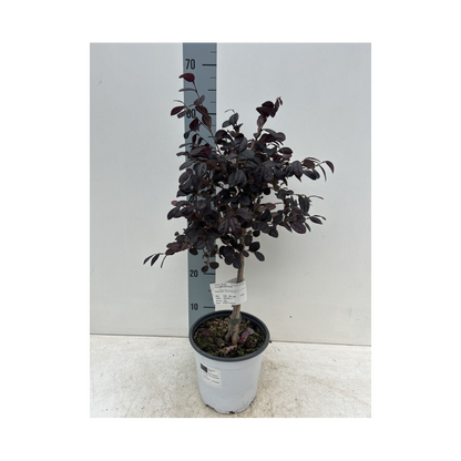 Loropetalum chinense 'Black Pearl' on Stem 60-70cm