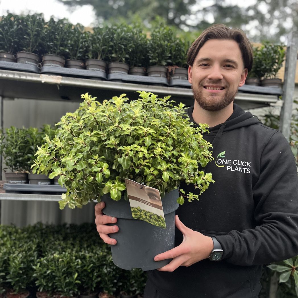 Pittosporum tenuifolium 'Gold Star' 9cm / 5L Ball