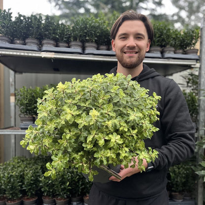 Pittosporum tenuifolium 'Gold Star' 9cm / 5L Ball