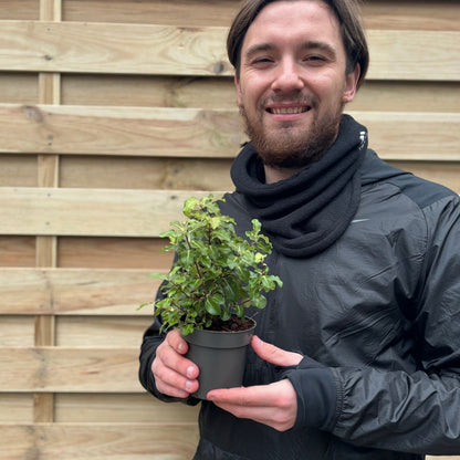 Pittosporum tenuifolium 'Gold Star' 9cm / 5L Ball