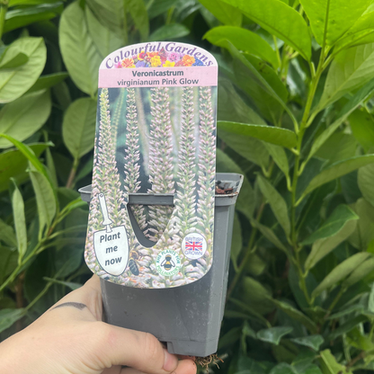 Veronicastrum virginanum Pink Glow 9cm Pot