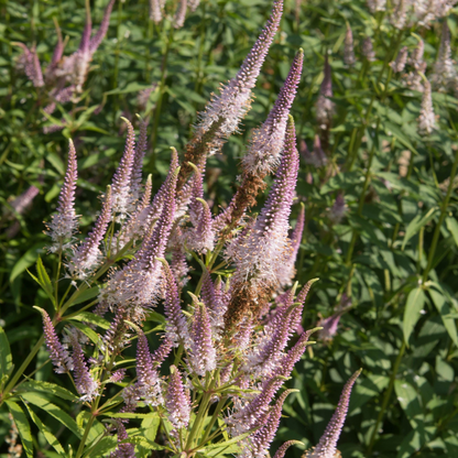Veronicastrum virginanum Pink Glow 9cm Pot
