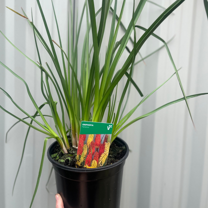 Kniphofia uvaria 'Flamenco' (Red Hot Poker) 9cm/3L