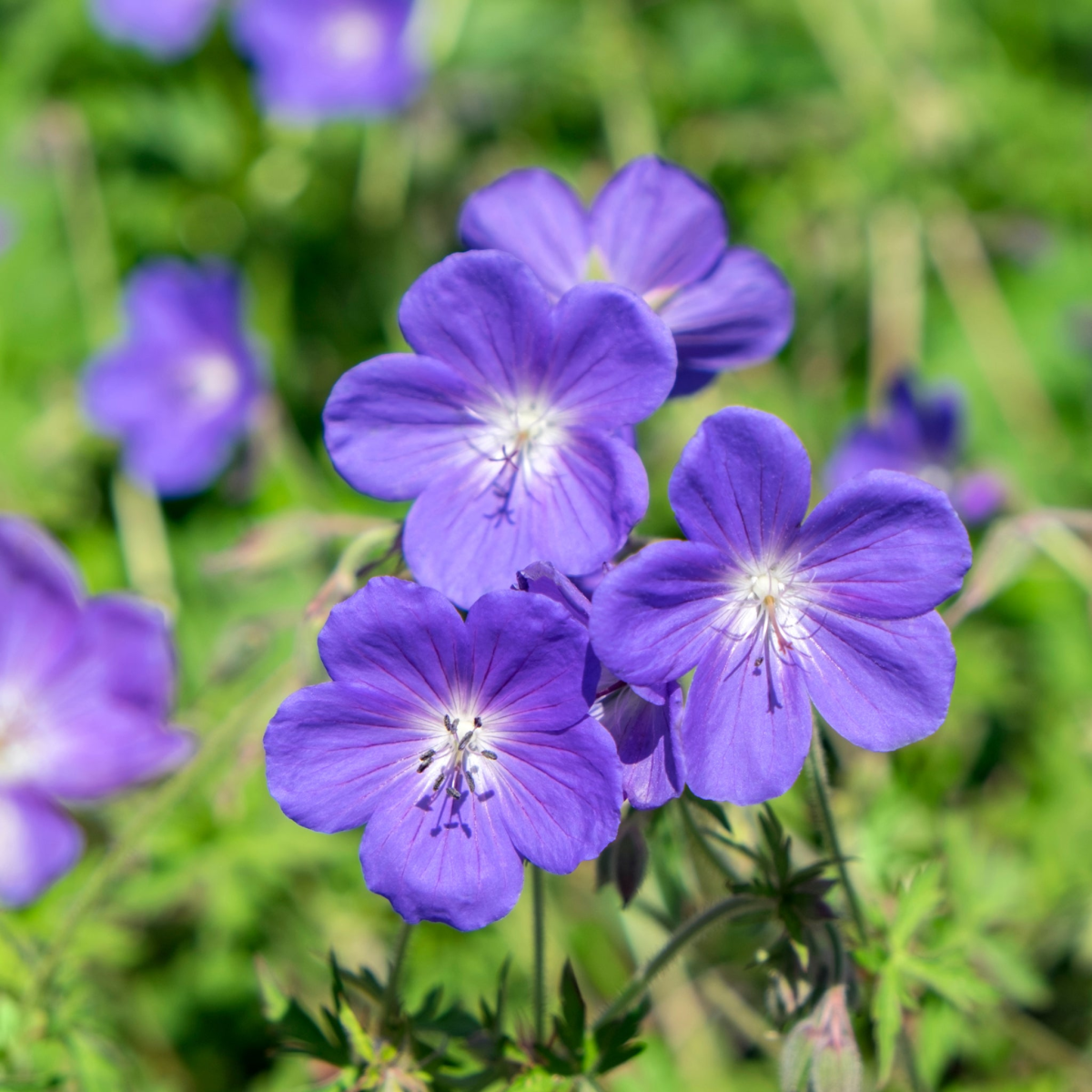 Geranium 'Johnson's Blue' 9cm/2L/3L
