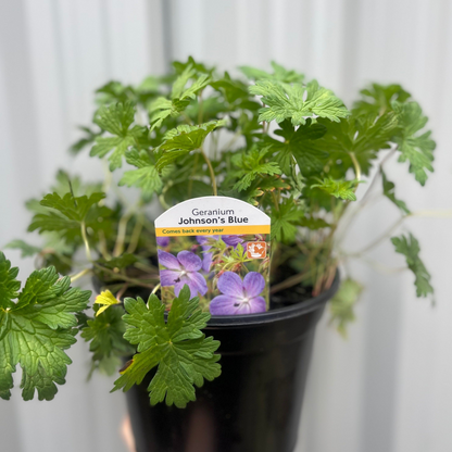Geranium 'Johnson's Blue' 9cm/2L/3L