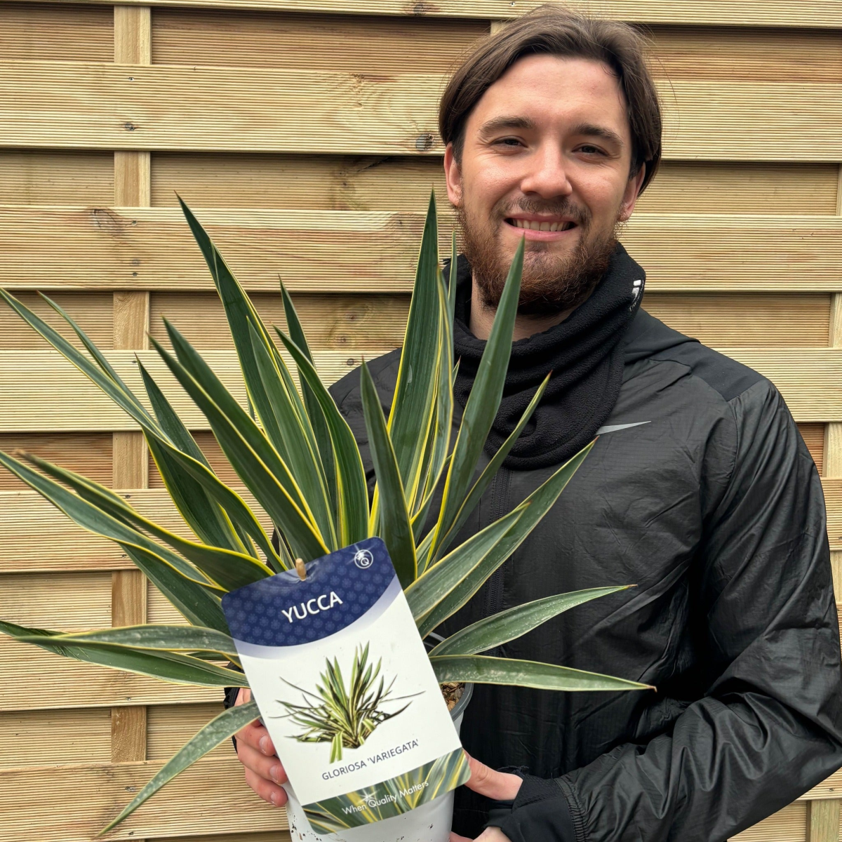 Yucca 'Gloriosa' Variegata 9cm / 3L / 7.5L