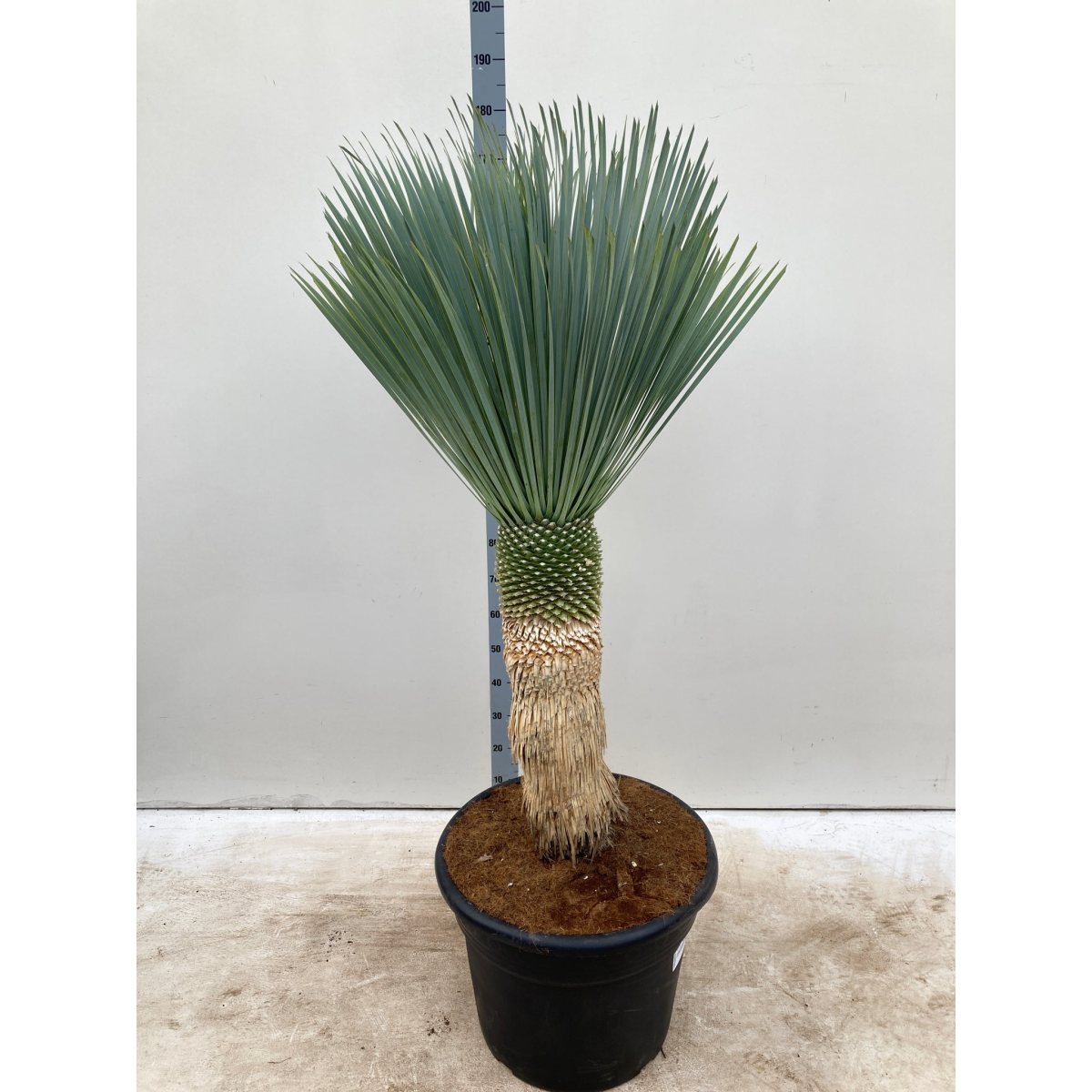 Yucca rostrata 'Blue Swan' 170cm inc. 65L growers pot