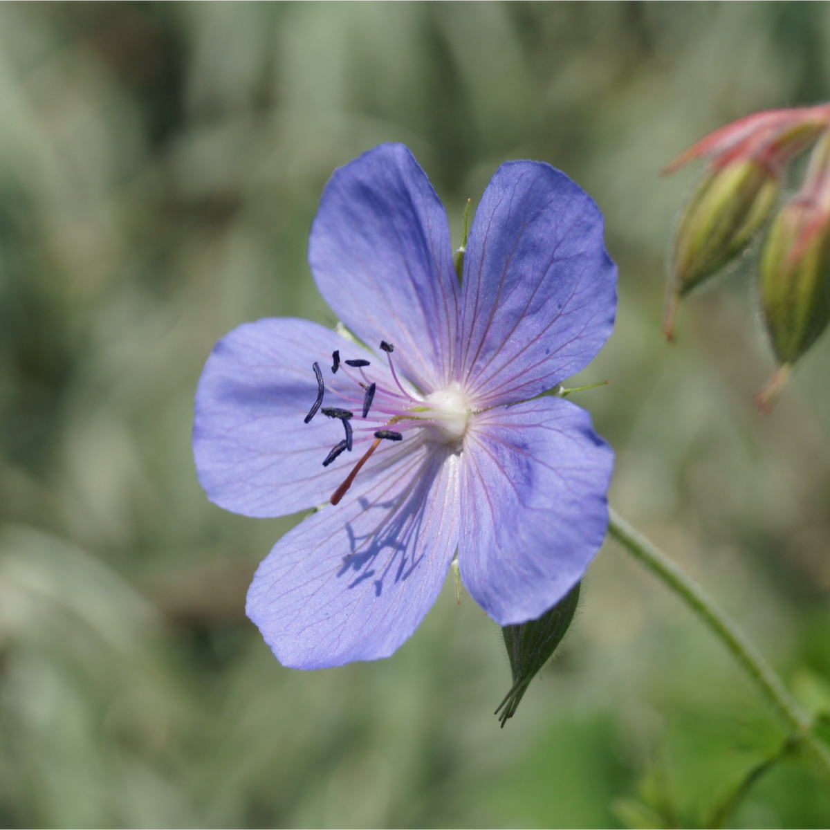 Geranium 'Johnson's Blue' 9cm/2L/3L