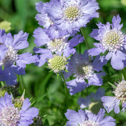 Scabiosa Butterfly Blue 9cm/2L