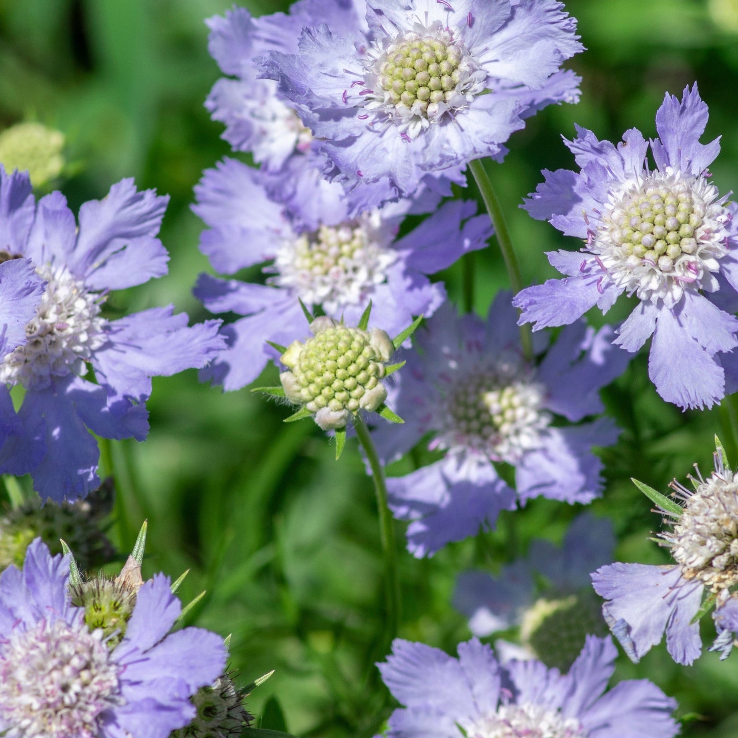 Scabiosa Butterfly Blue 9cm/2L