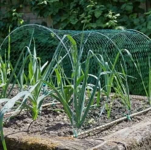 PVC Coated Chicken Wire Mesh Garden Fencing