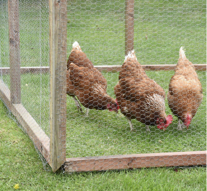 Galvanised Chicken Wire Mesh Hexagon Garden Fencing Coop