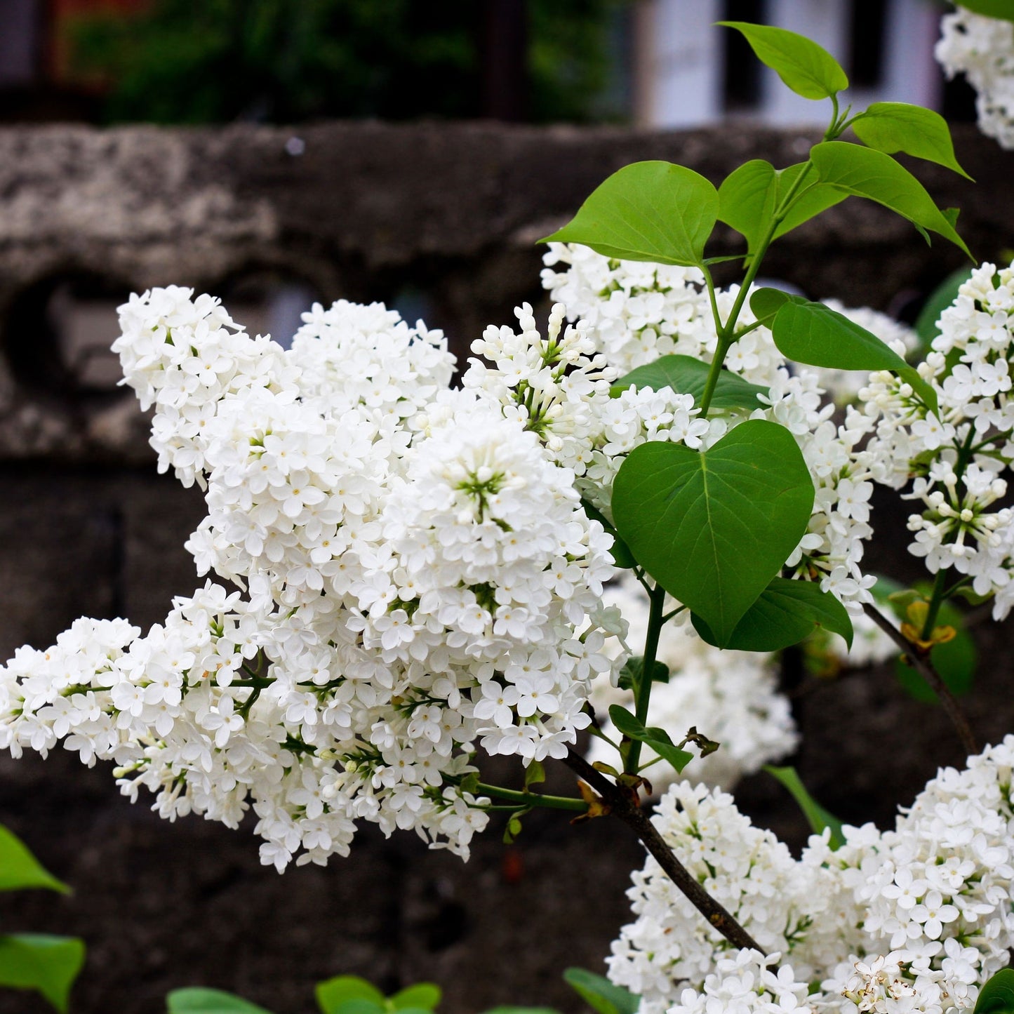 Syringa 'Flowerfesta White' Mini/Dwarf Lilac 4.5L